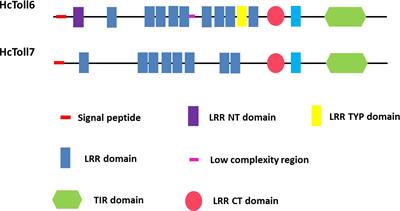 Molecular Characterization of Two Toll Receptors in Hyriopsis cumingii and Their Potential Roles in Antibacterial Response